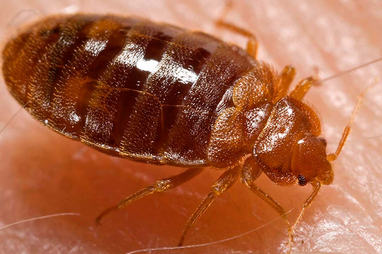 bed bug - blog size}