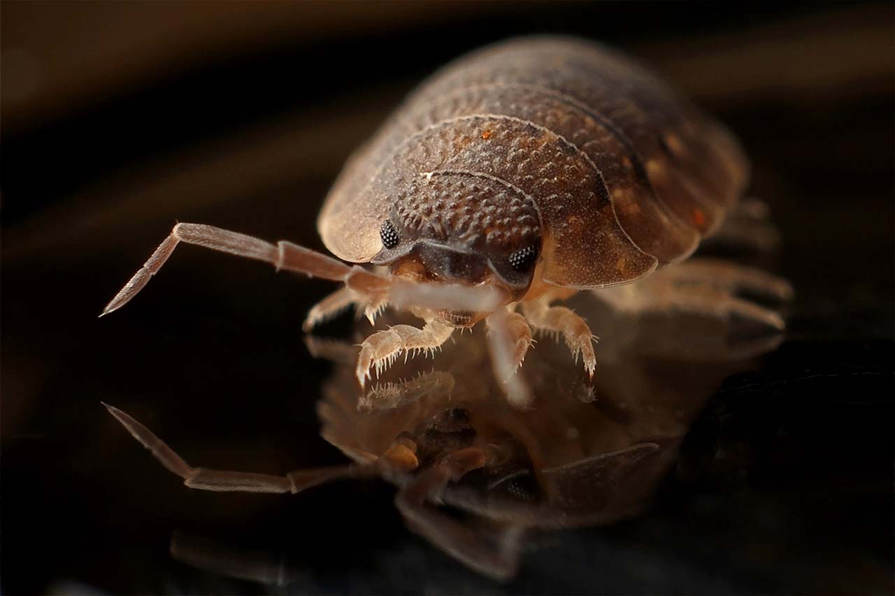 bed bug dark background-blog size}