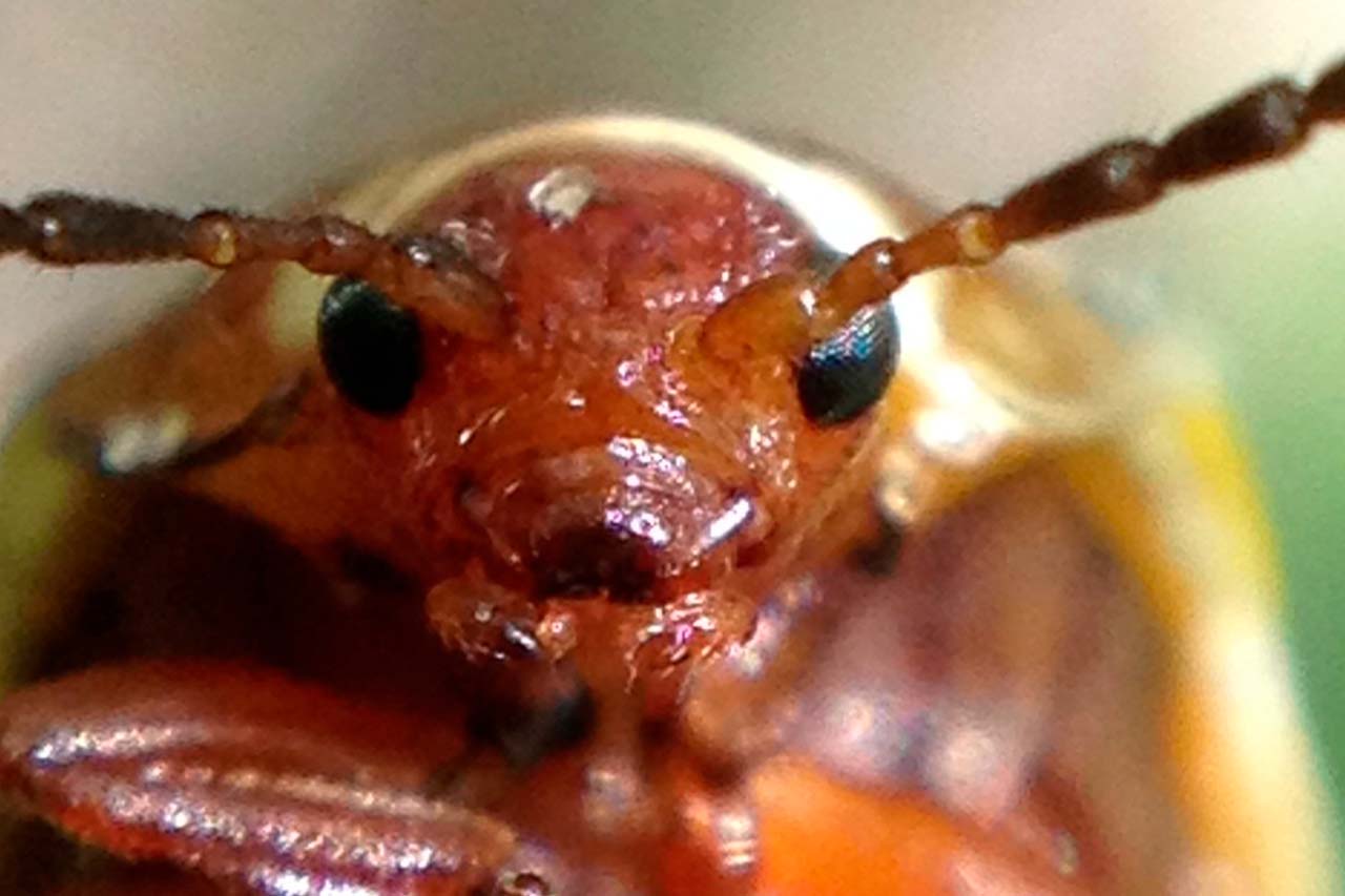 close up termite}