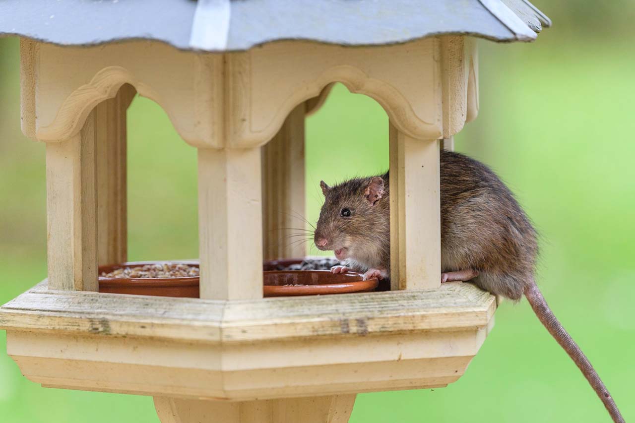 rat on a bird house-blog size}