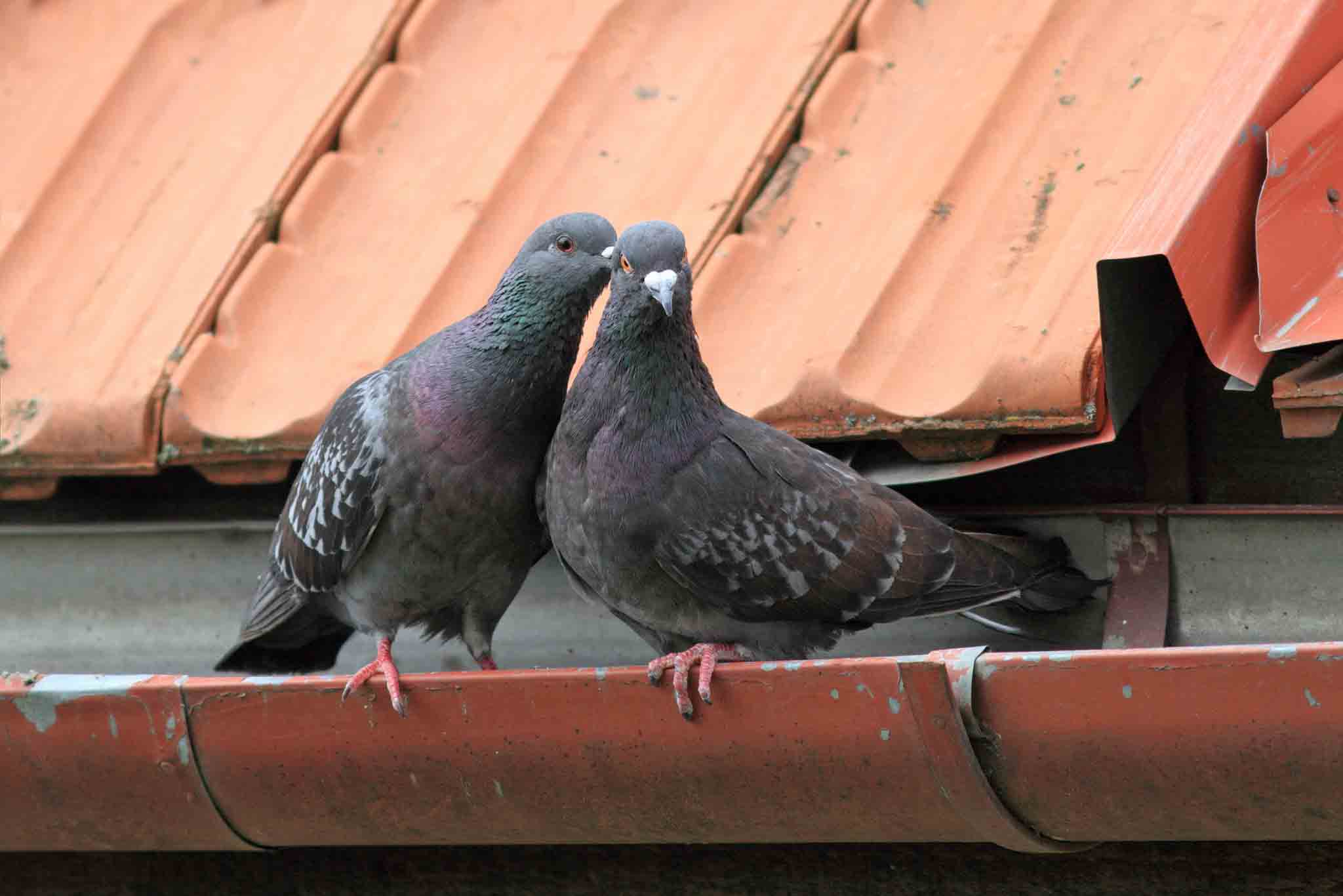 an image of two birds standing on a properties gutter.}