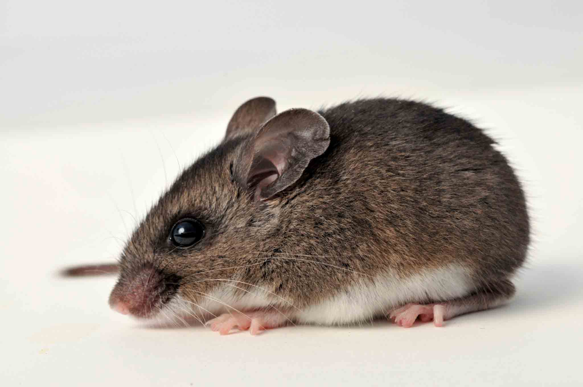 A little deer mouse, choose Hello Pest Control services.