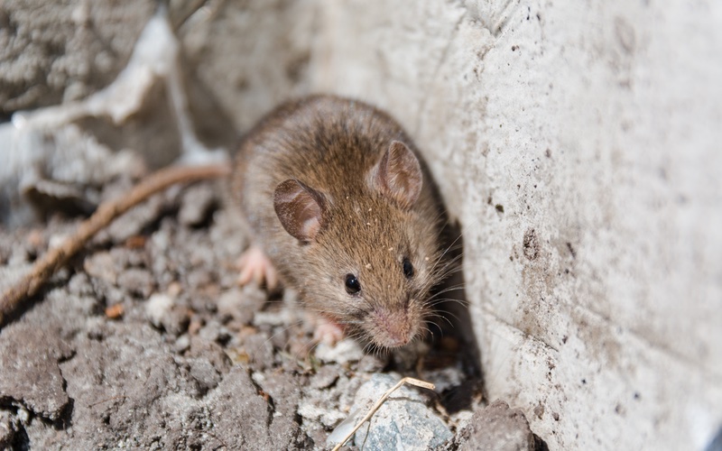 An image of a mouse outside.}