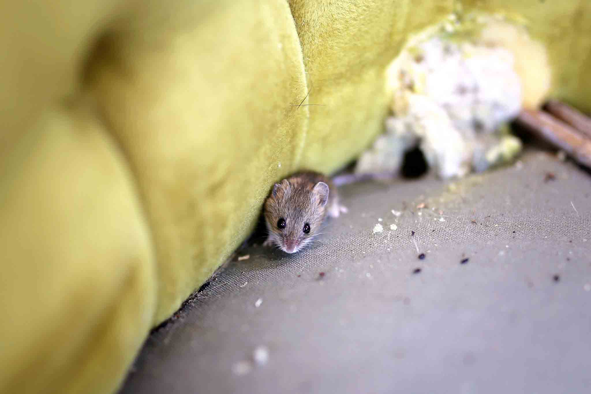 A mouse nested by a green couch, choose Hello Pest Control.