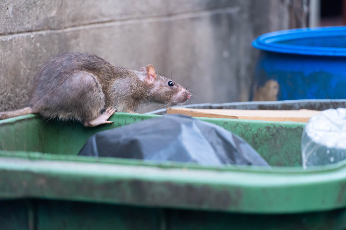 An image of a rat digging through a trashcan.}