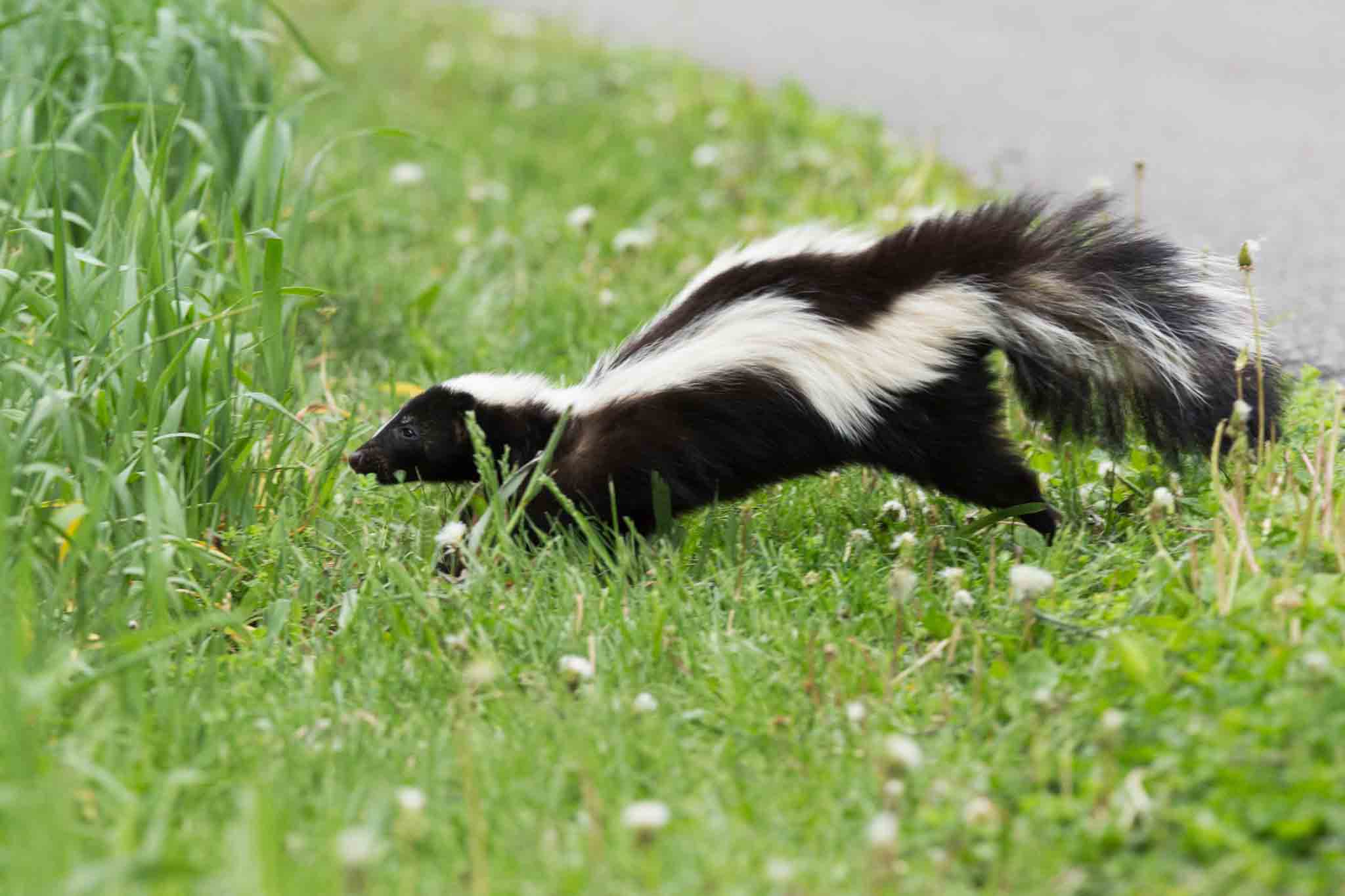 A skunk in a residential area - if you are struggling with wild animals in your home, contact Hello Pest Control's animal pest control.