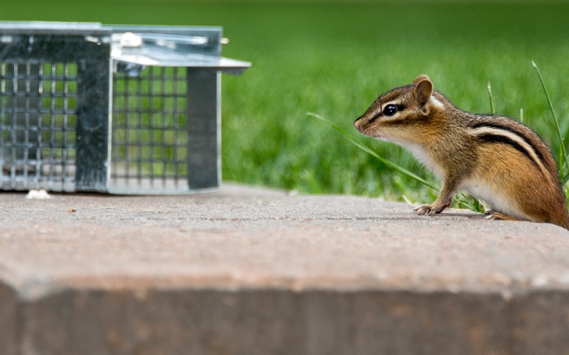 An image of a squirrel and human trapping device - schedule your wildlife removal service with Hello Pest today.