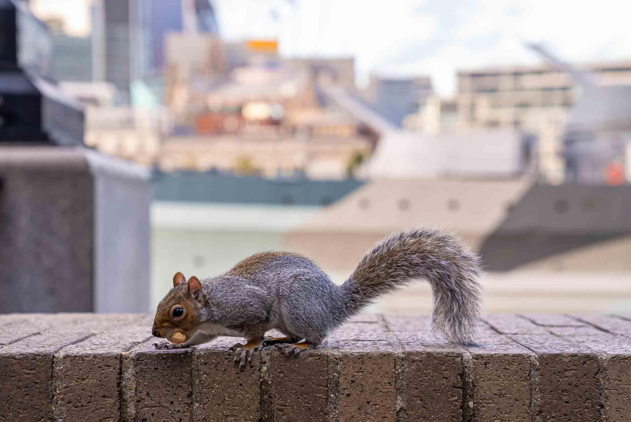 Hello Pest - A squirrel walking around the city.