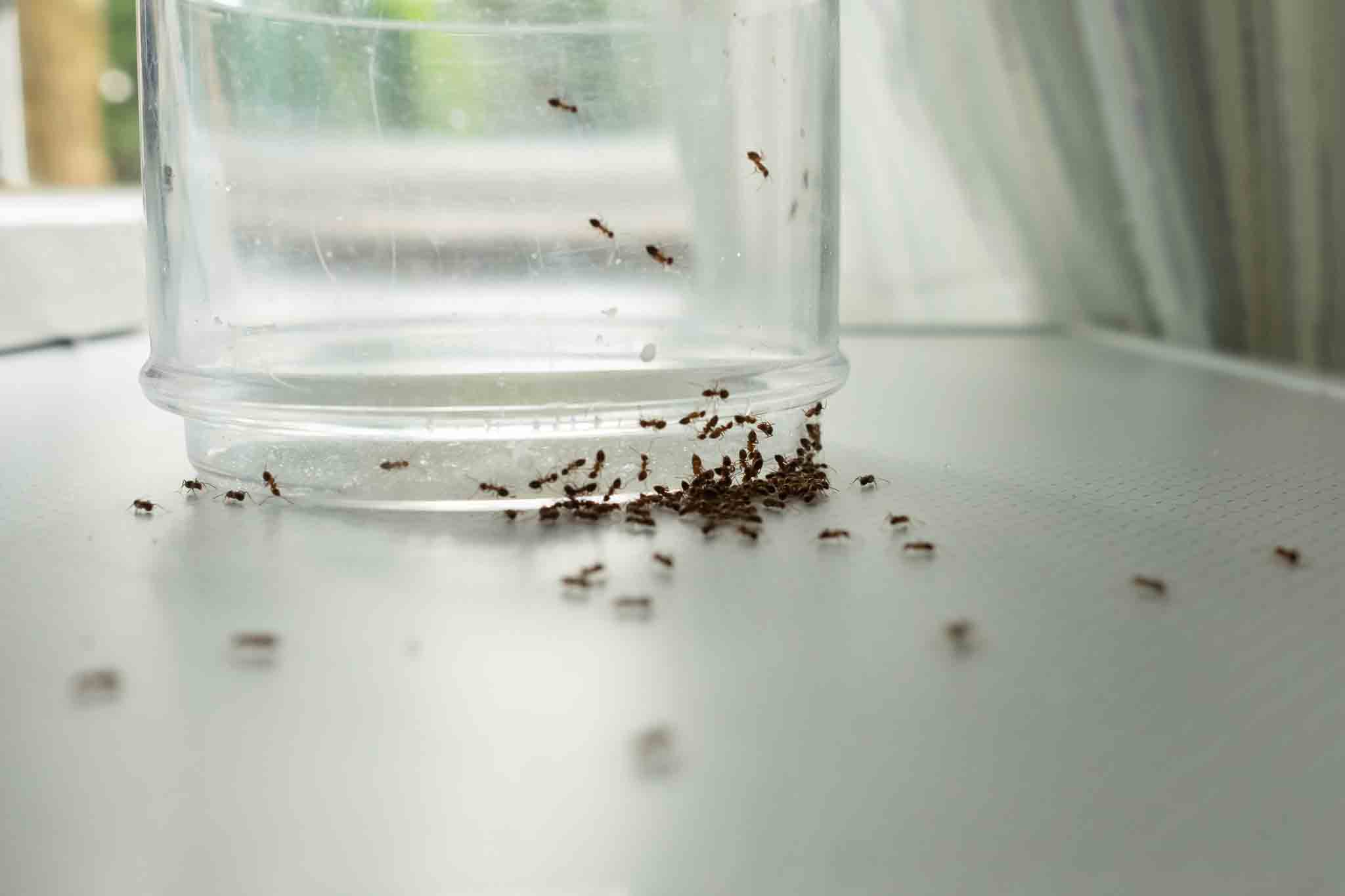 Hello Pest Control provides comprehensive ant pest control. 