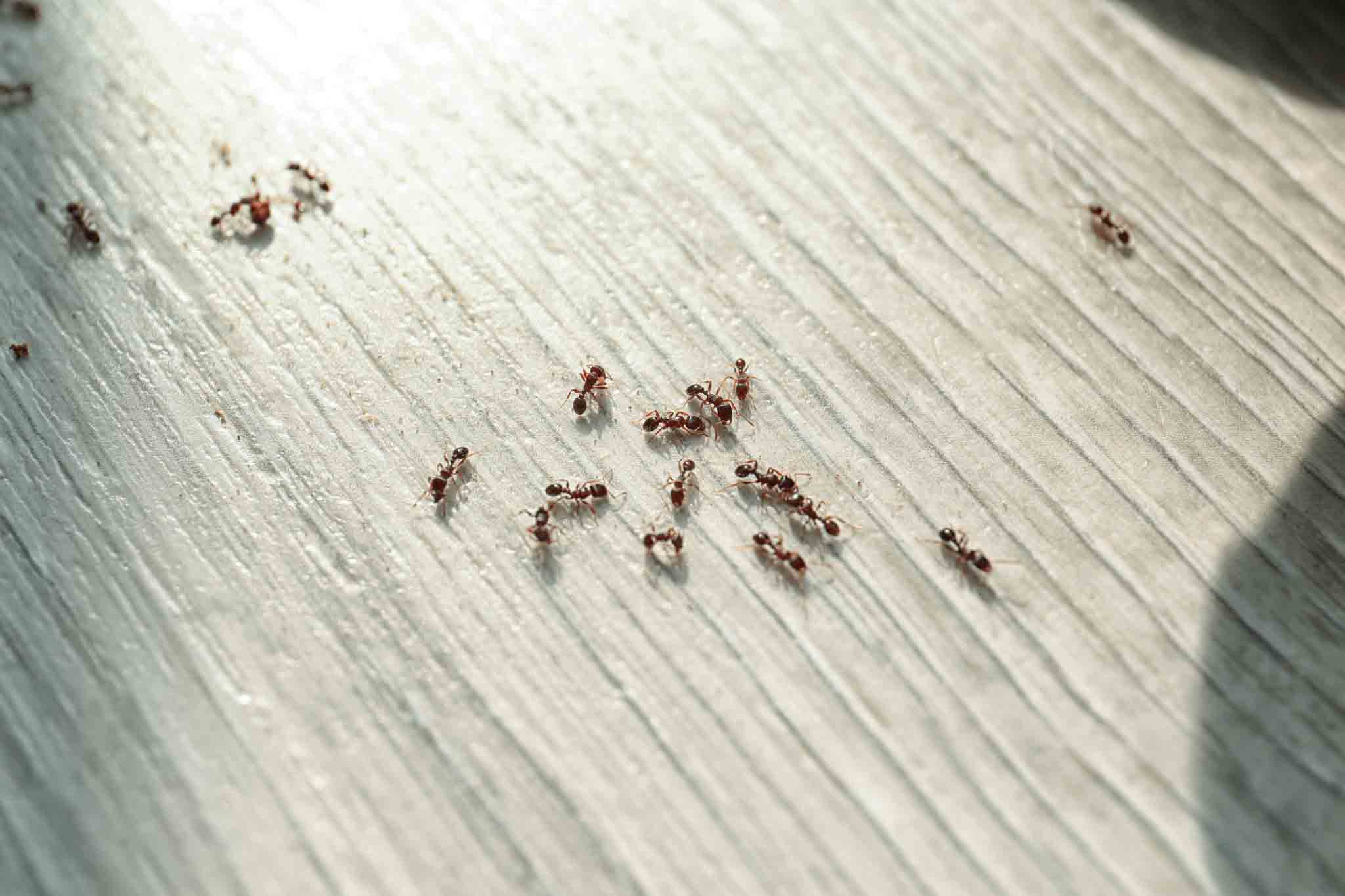 Hello Pest Control offers pest control for pavement ants.