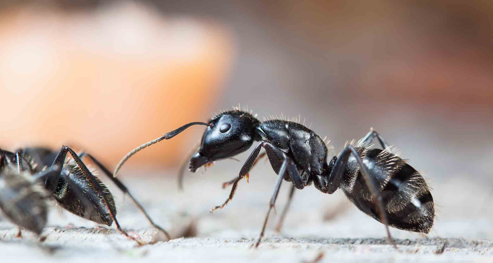 A closeup image of a ants on the floor - Hello Pest Control is your go-to insect exterminator.