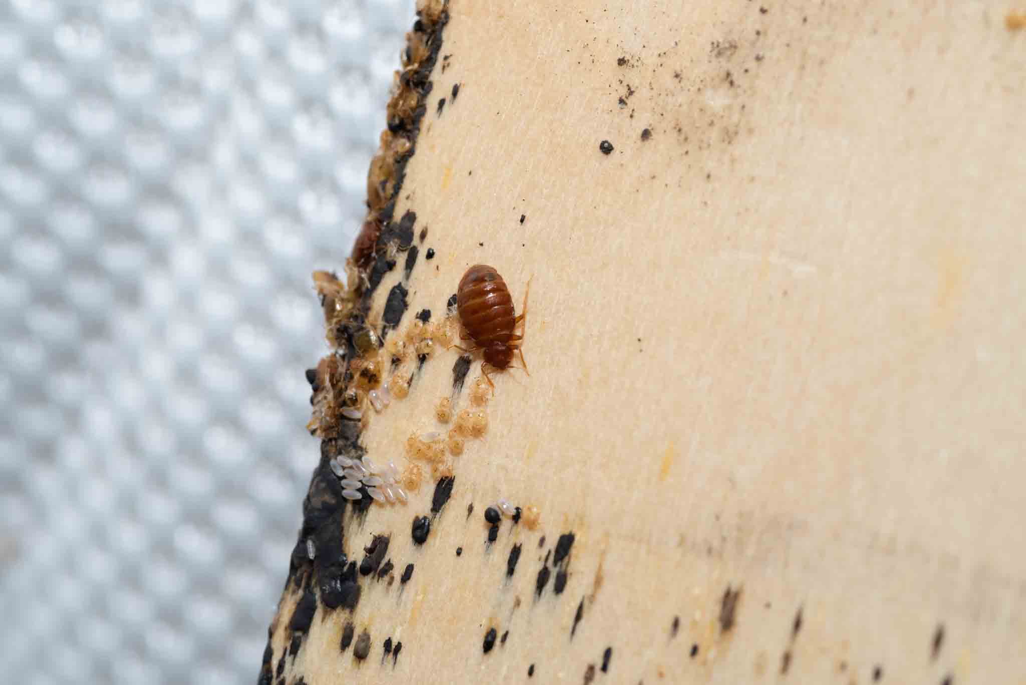 An image of a bed infested with bed bugs - if you are in need of the best bed bug exterminator, contact Hello Pest Control today!