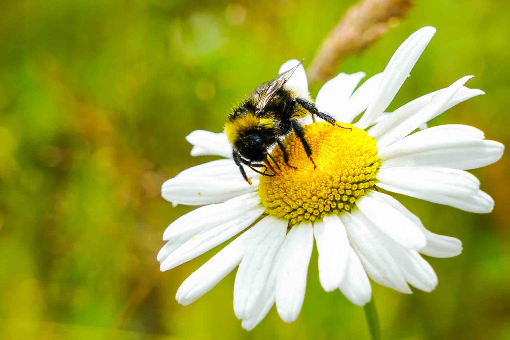 A bumble bee on a white daisy, choose Hello Pest Control.