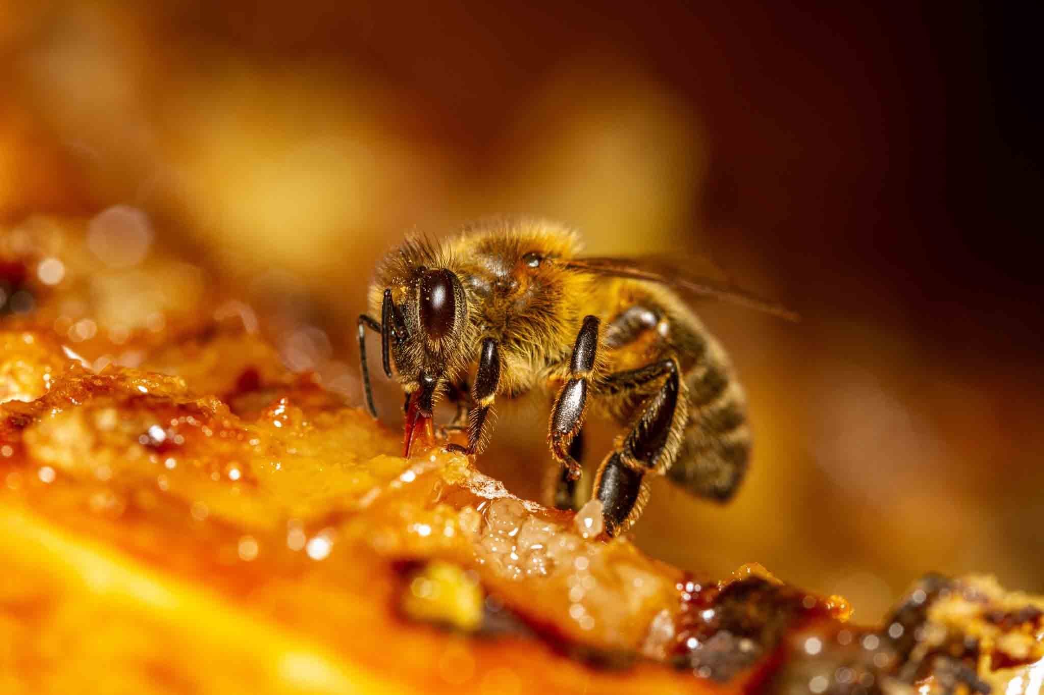 A honey bee in honey, choose Hello Pest Control.