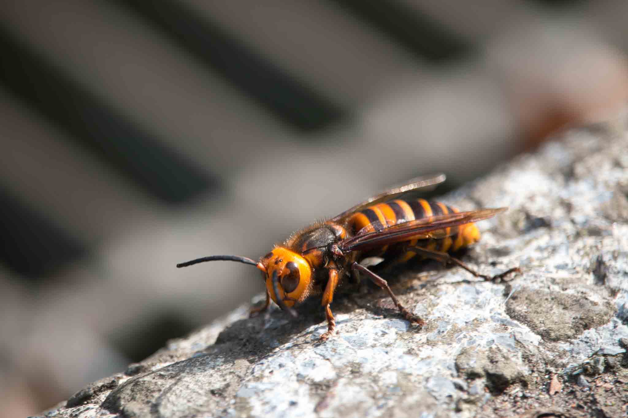 A killer bee on a log, choose Hello Pest Control to help with prevention.