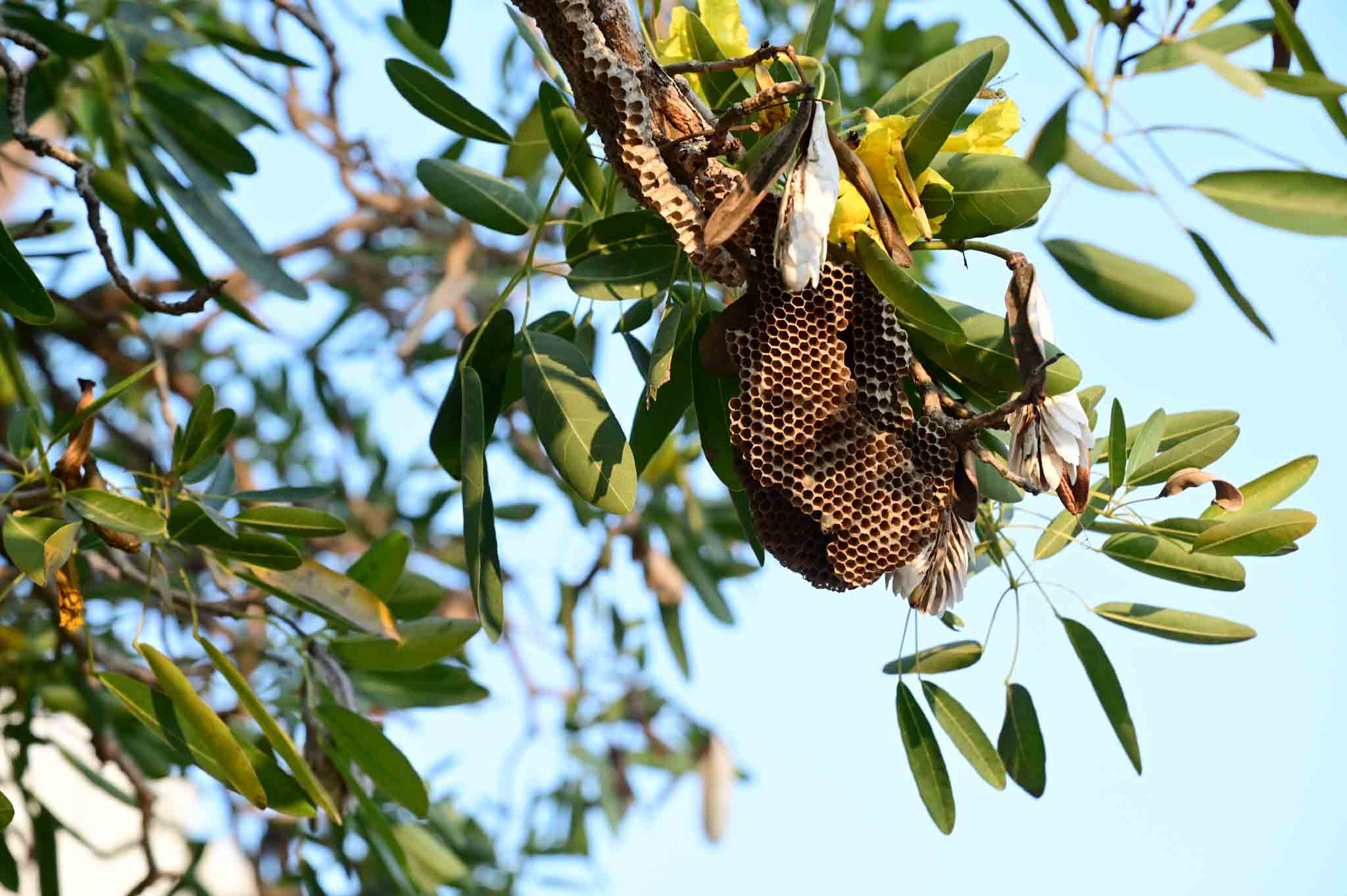 A bee nest in a tree, contact Hello Pest Control for bee removal services.