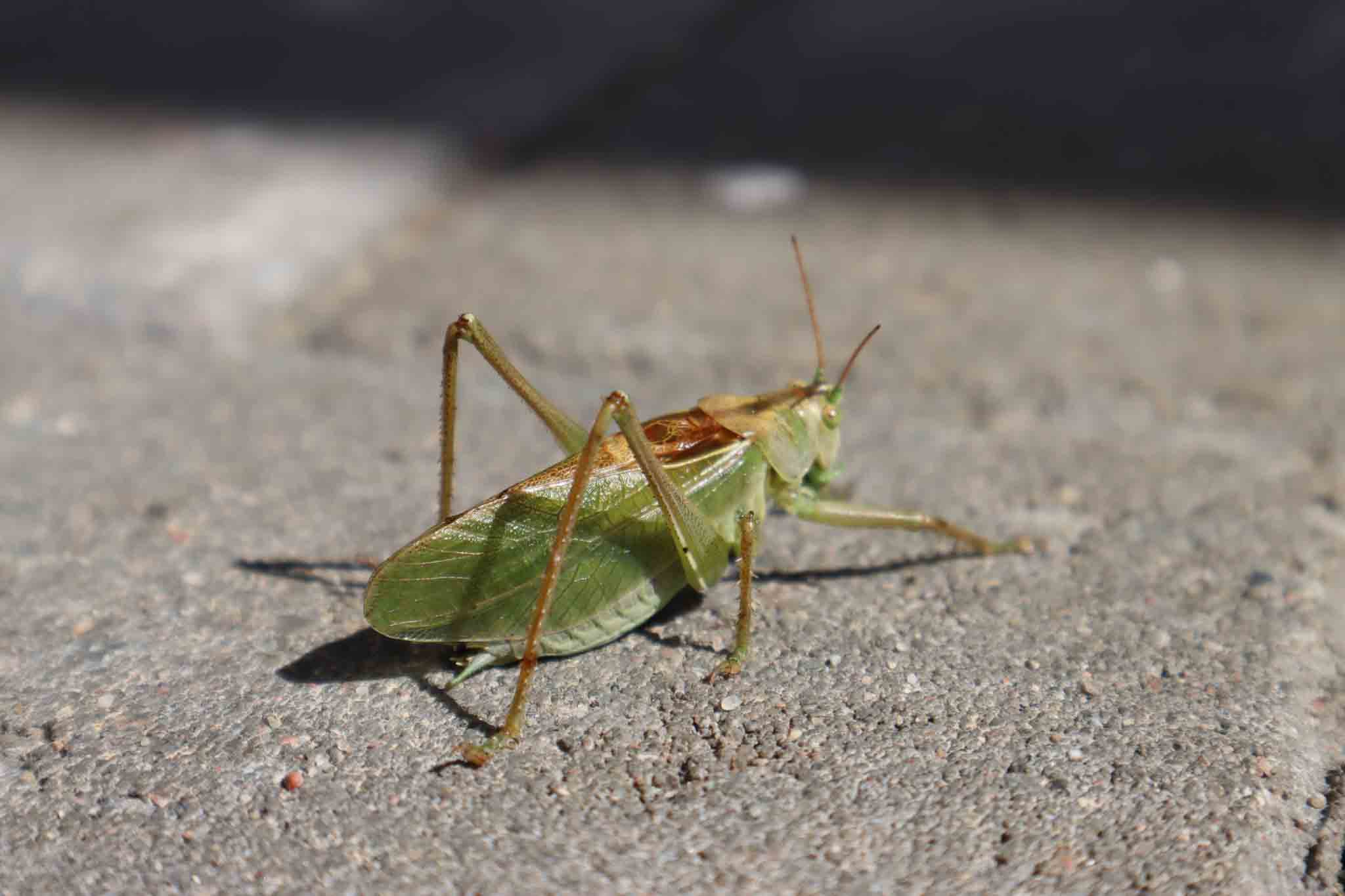 A ground cricket on the concrete, choose Hello Pest Control for pest services today.