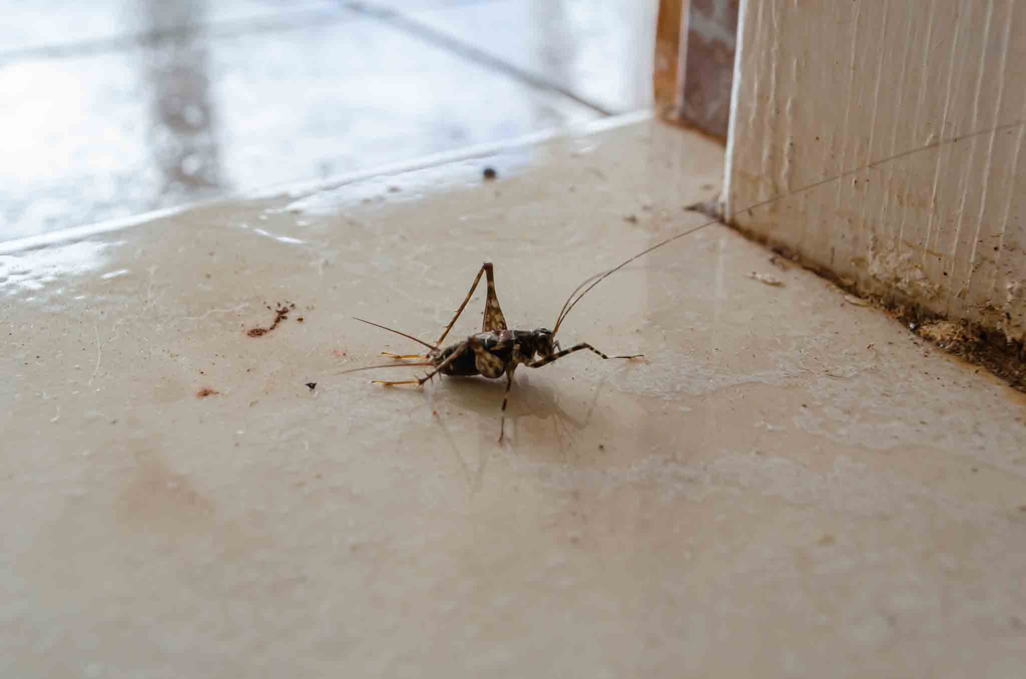 A house cricket in a doorway entry, contact Hello Pest Control today.