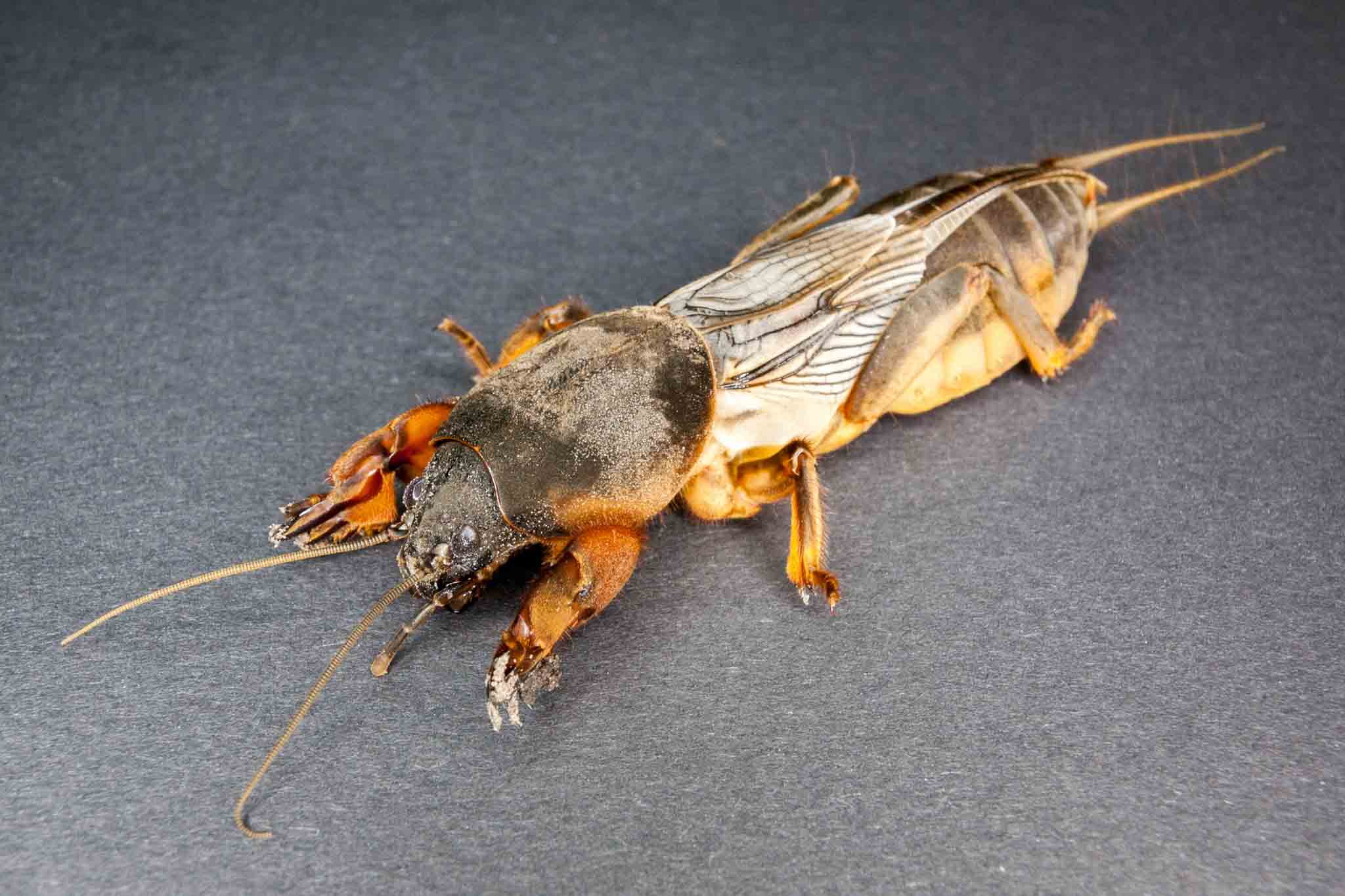 A mole cricket on a black cloth, call Hello Pest Control.