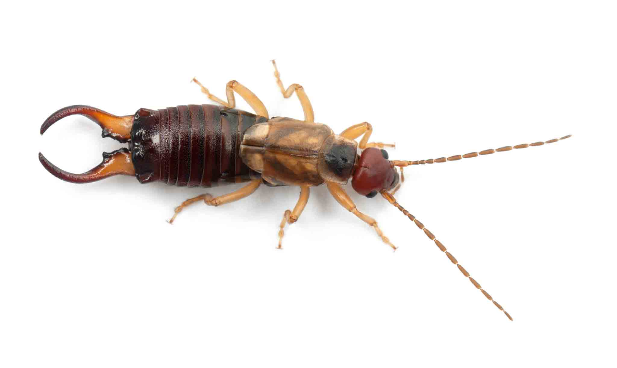 A large earwig, choose Hello Pest Control for pest services.