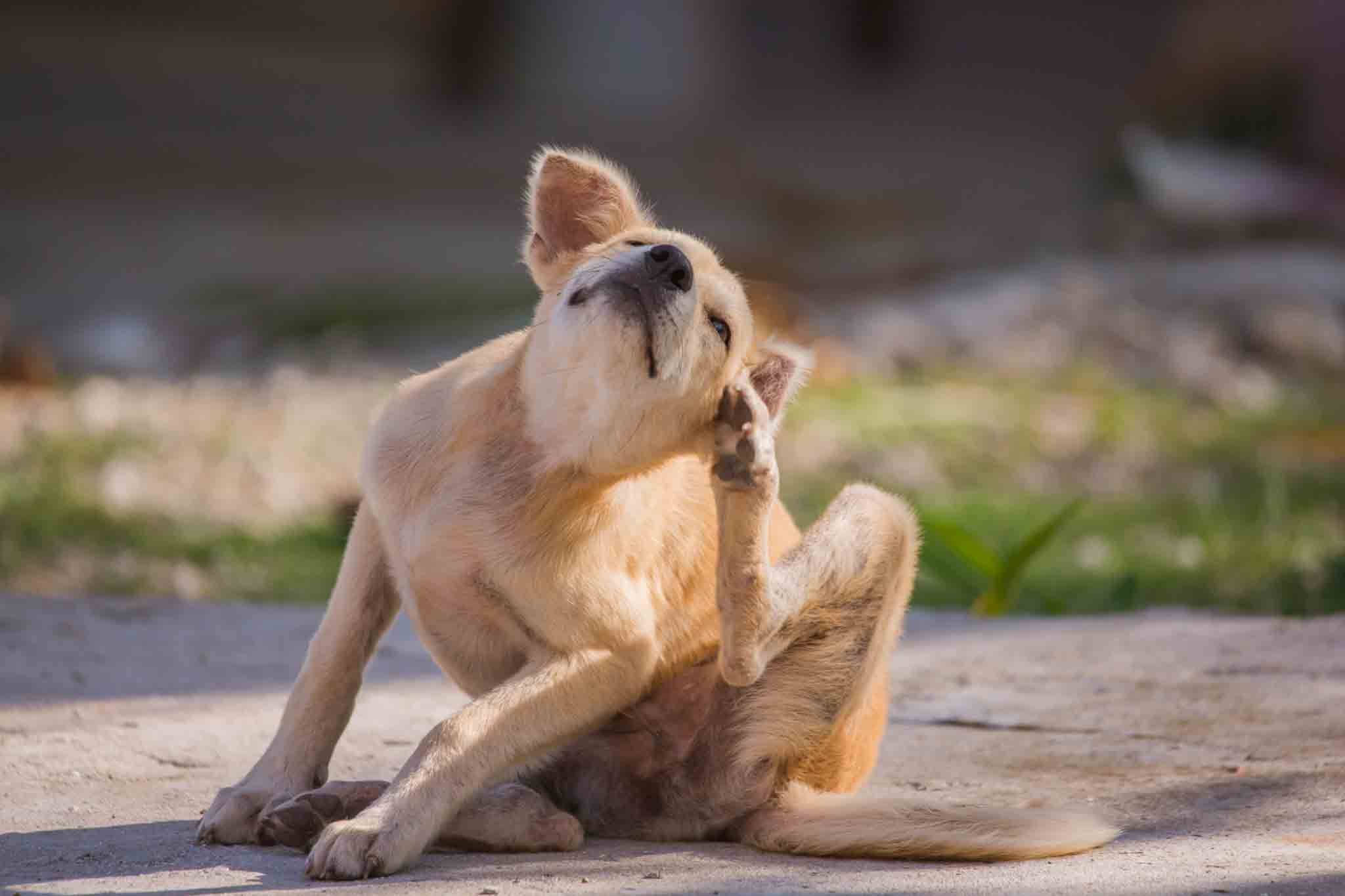 A golden retriever scratching his ear, choose Hello Pest Control services.