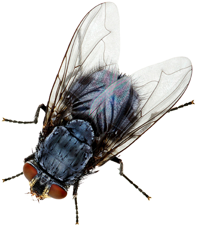 A house fly, book online with Hello Pest Control services.