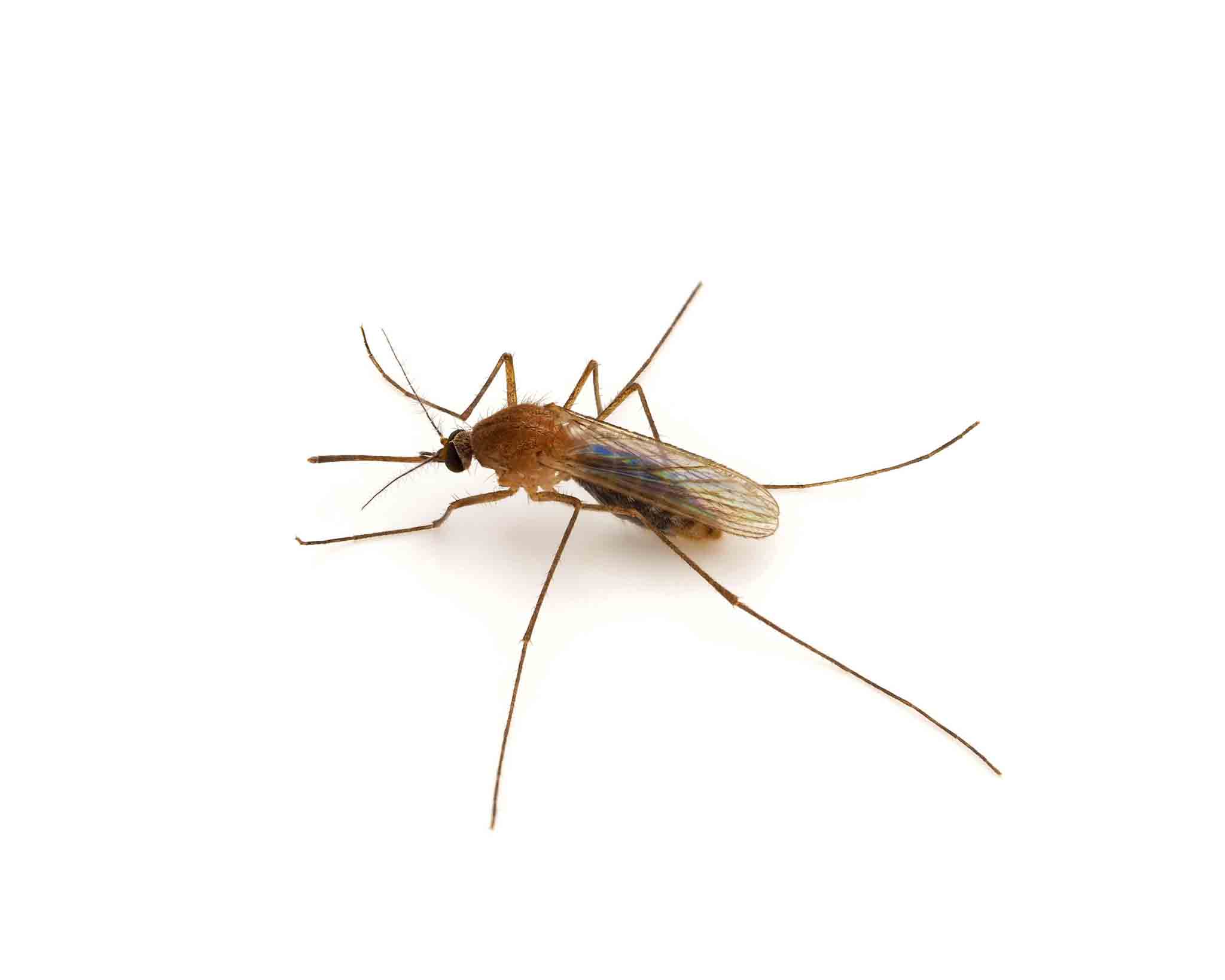 A Culex mosquito, choose Hello Pest Control today for all your pest services. 