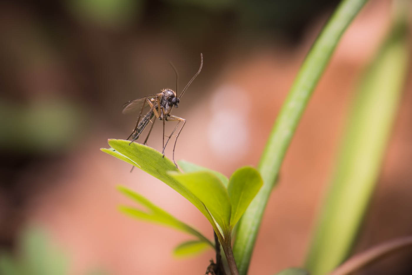 A small mosquito on a branch, choose Hello Pest Control today.