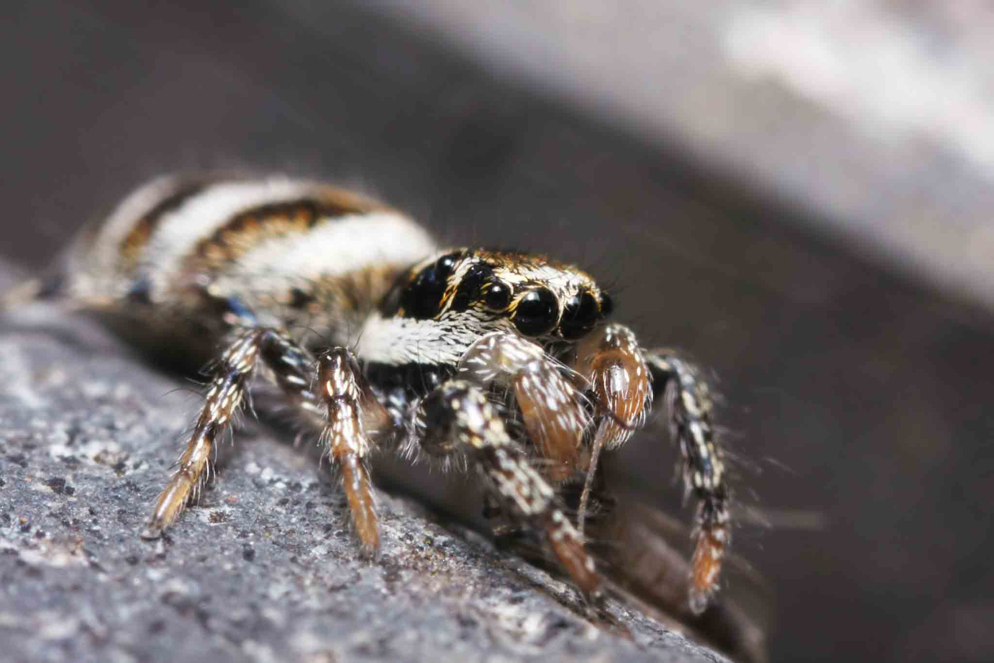 Salticus scenicus spider sitting on a log, choose Hello Pest Control services.