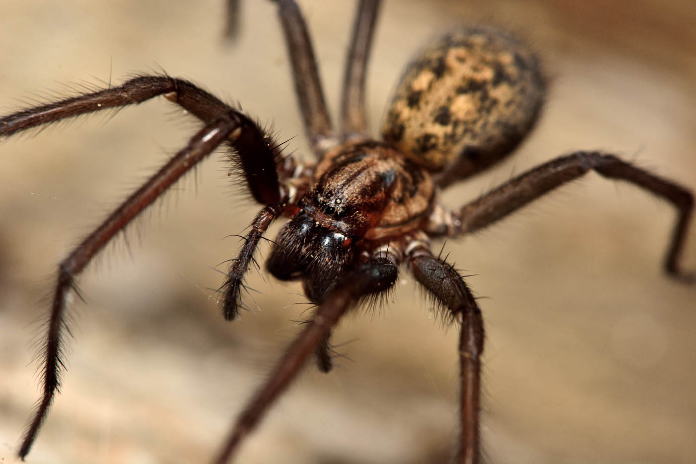 A big brown spider in some grass, choose Hello Pest Control services.