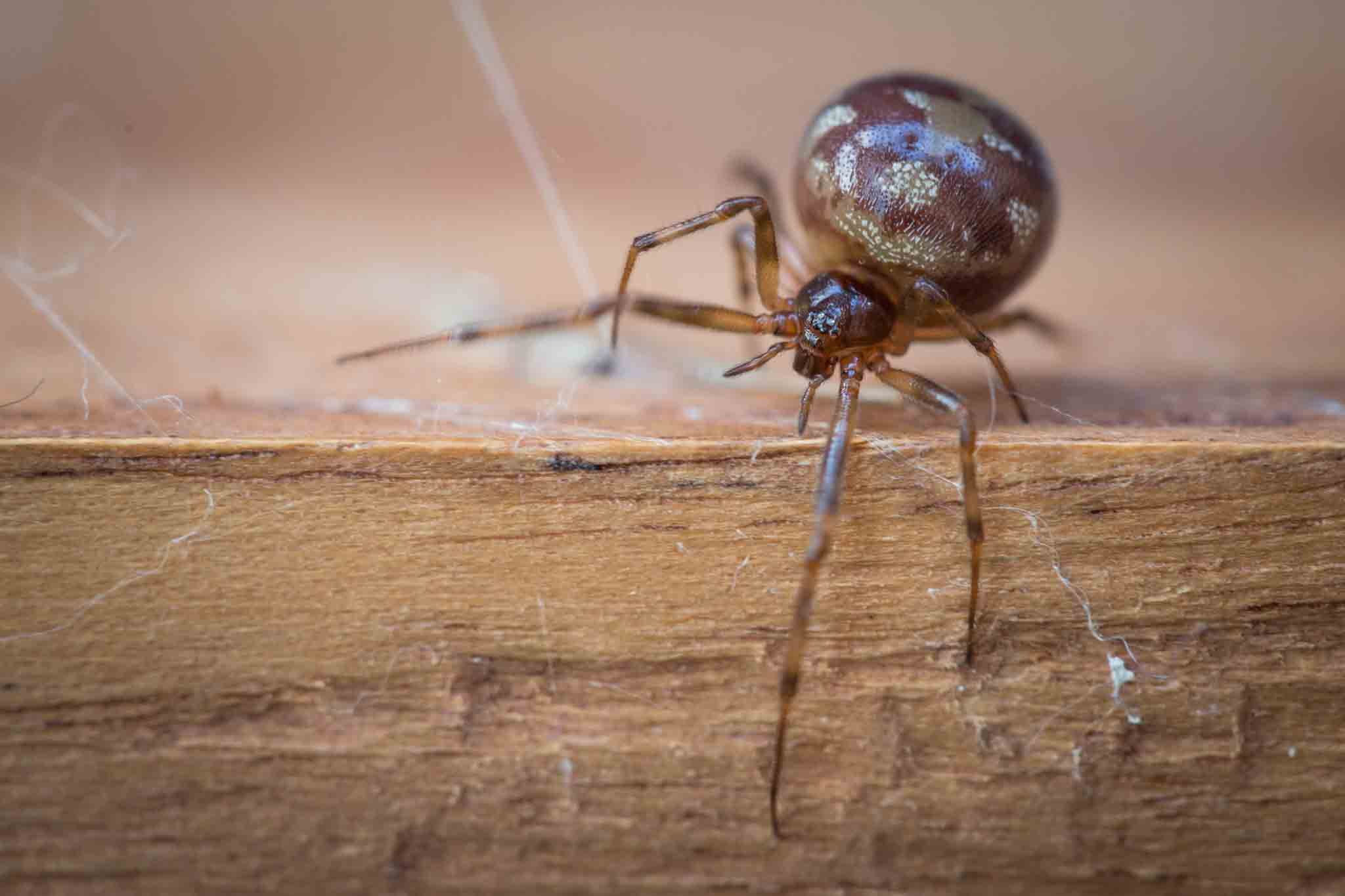 Steatoda bipunctata spider in its web, contact Hello Pest Control.