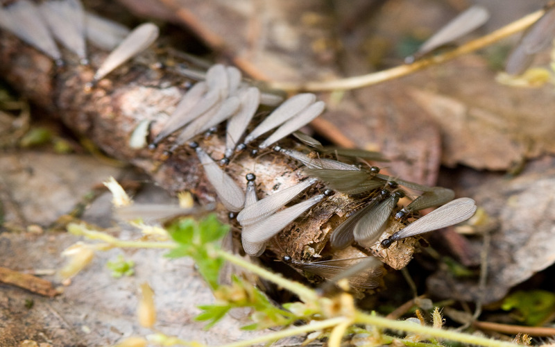 A picture of eastern subterranean termites - contact Hello Pest today for expert extermination!}