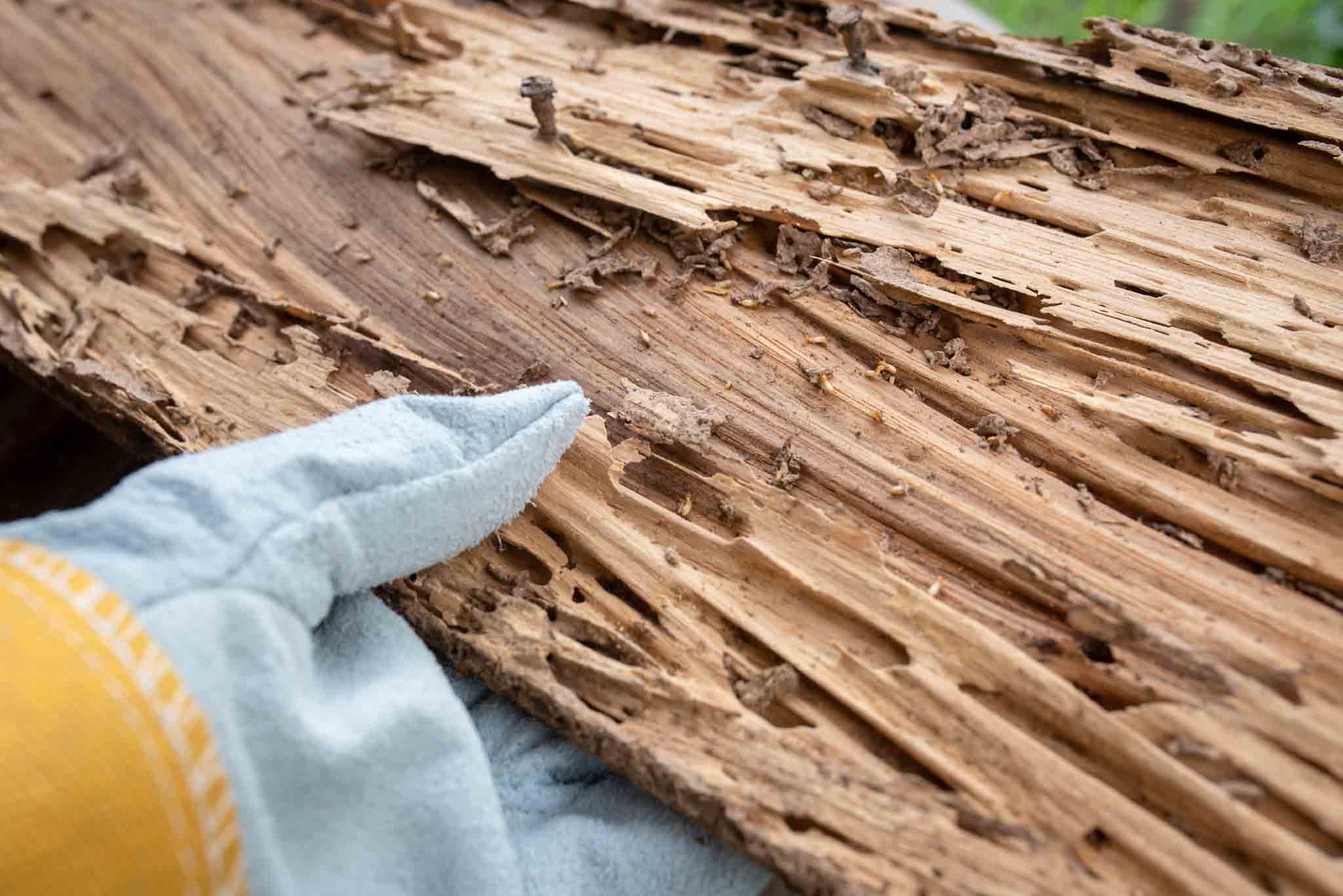 A Hello Pest Control technician inspecting a piece of wood damaged by termites.}