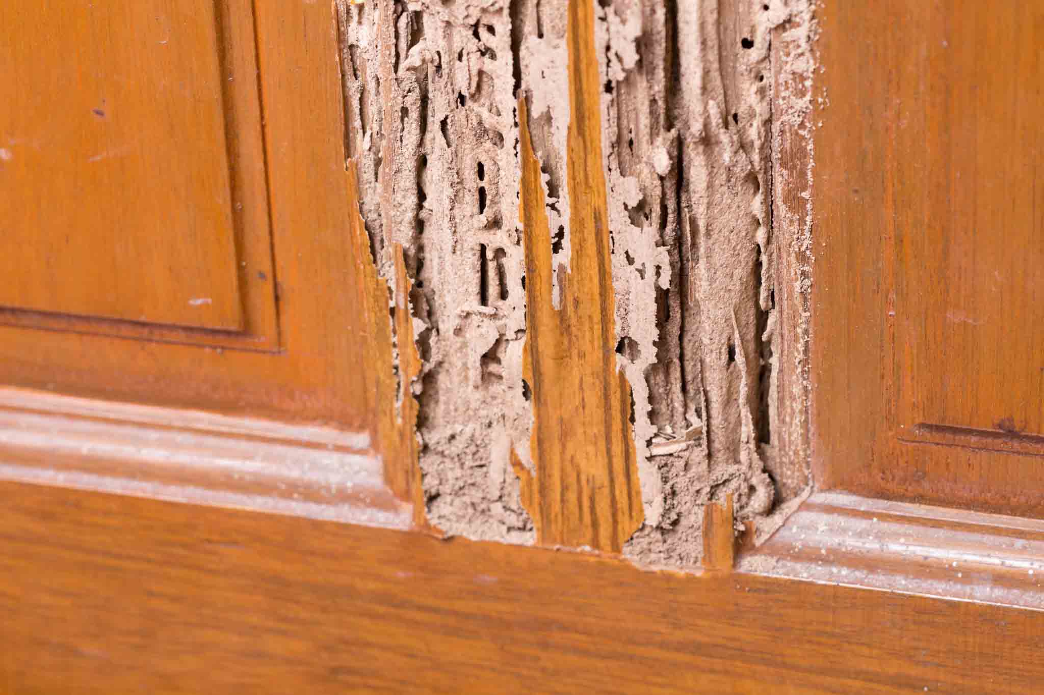 An image of a cupboard damaged by termites in need of a Hello Pest Control exterminator.