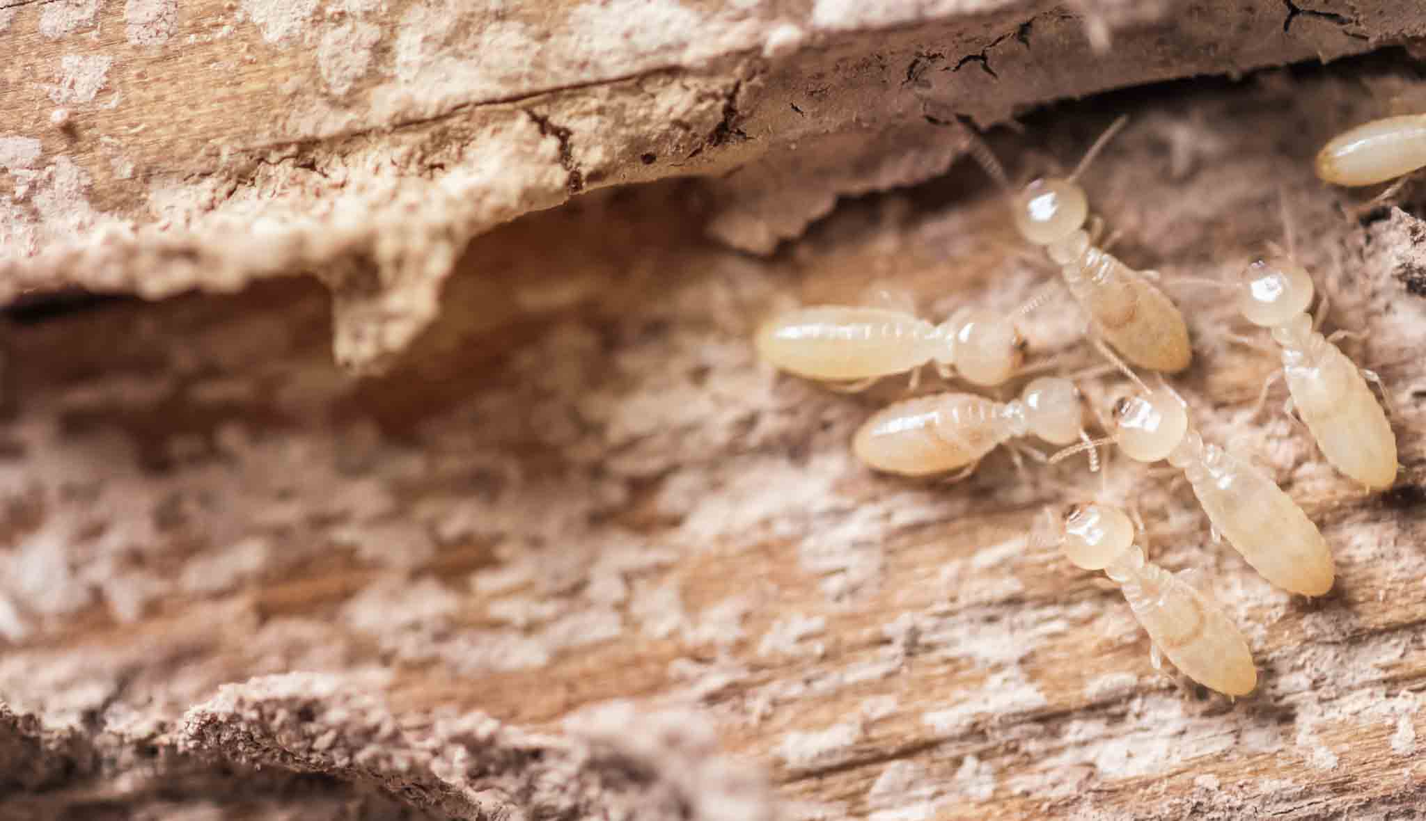 A subterranean termite crawling in wood, choose Hello Pest Control services.