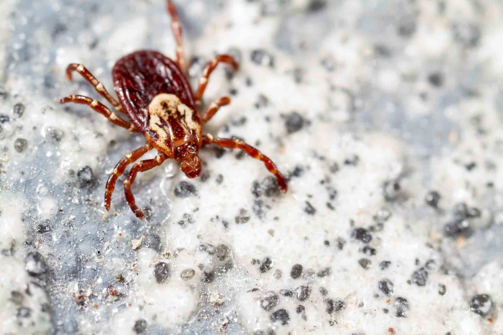 An American Dog Tick on a speckled rock, choose Hello Pest Control services.