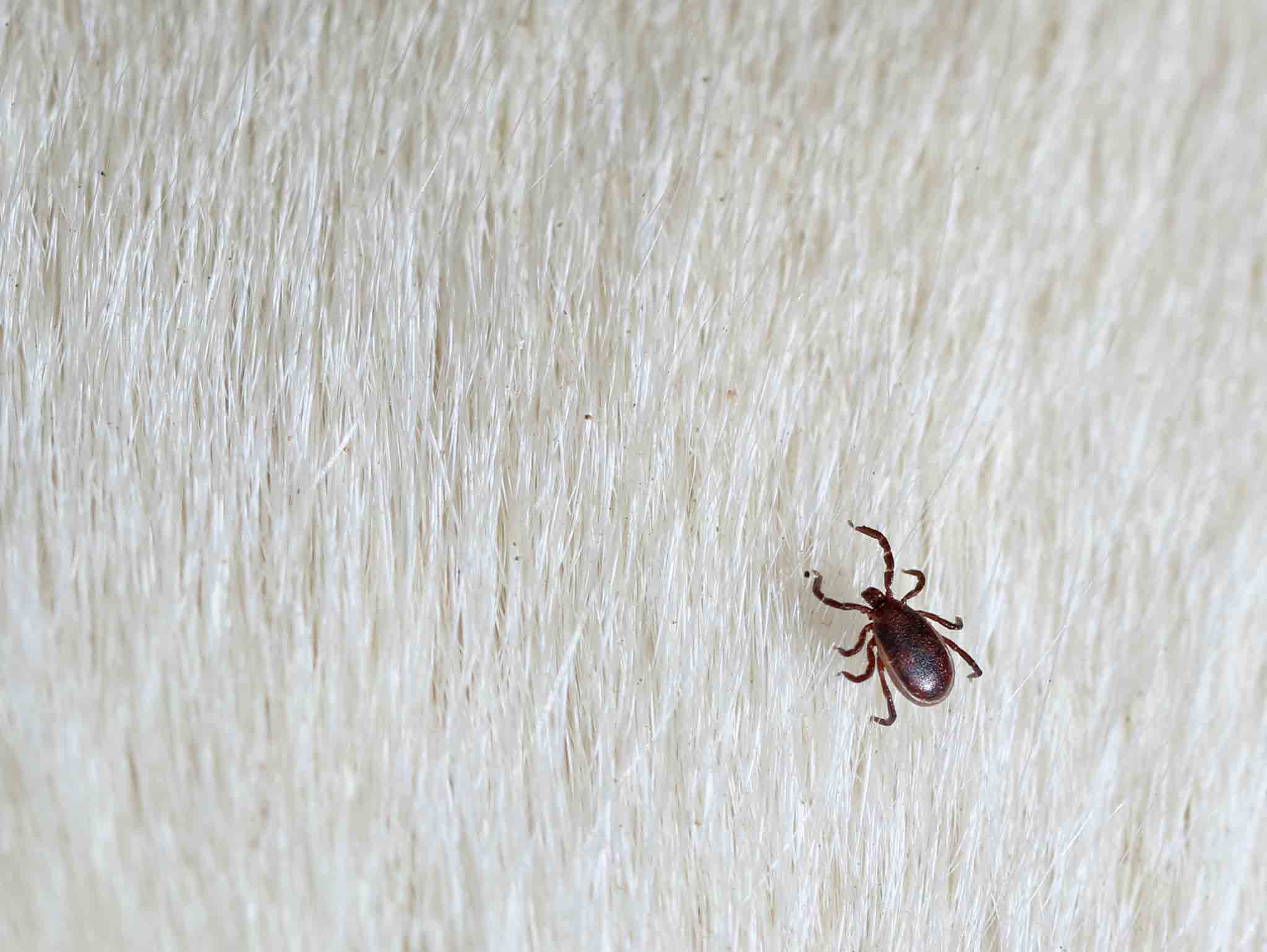 A brown dog tick in a white dogs fur, choose Hello Pest Control.