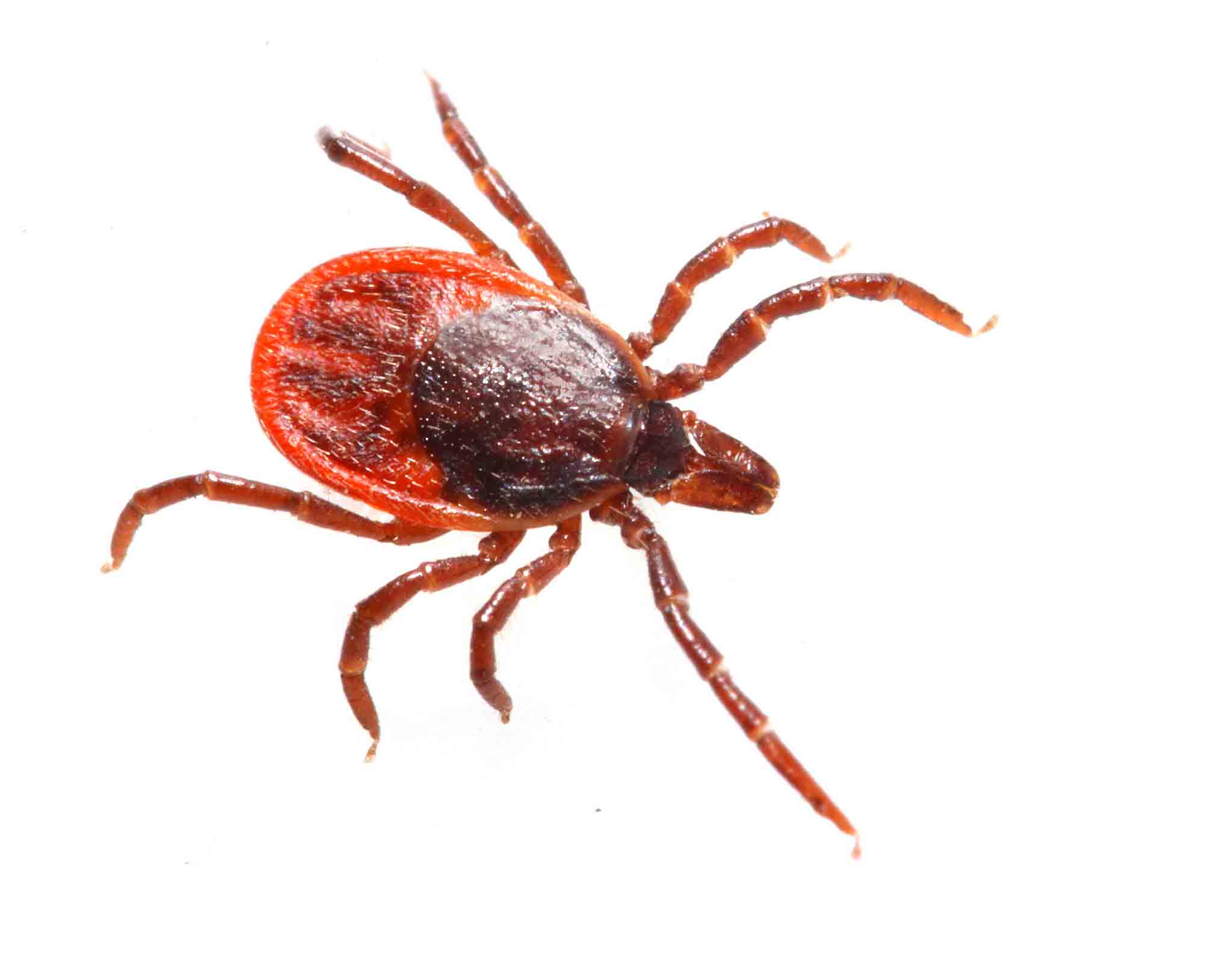 A little brown tick, choose Hello Pest Control today.