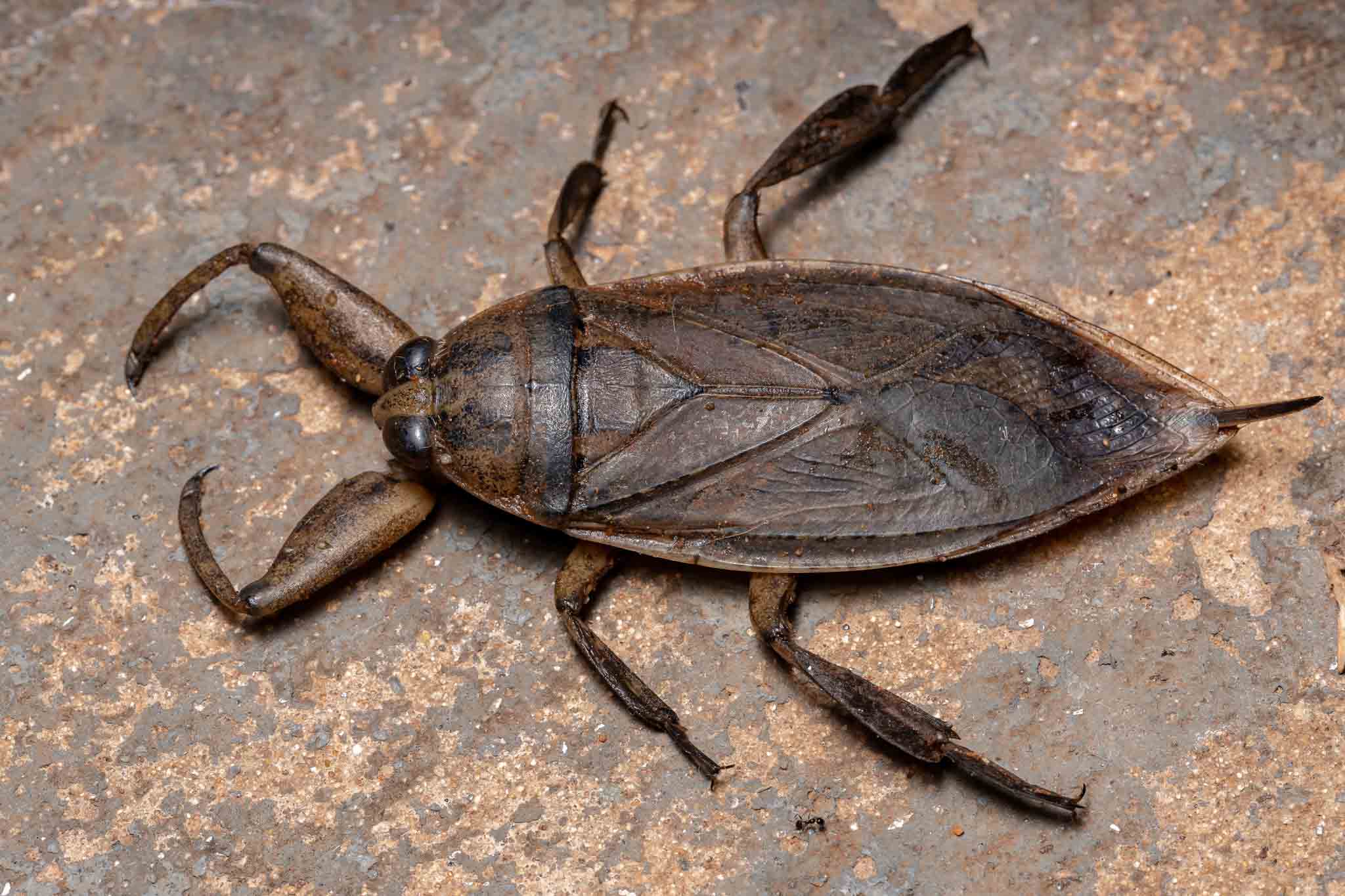 A giant water bug, contact Hello Pest Control.