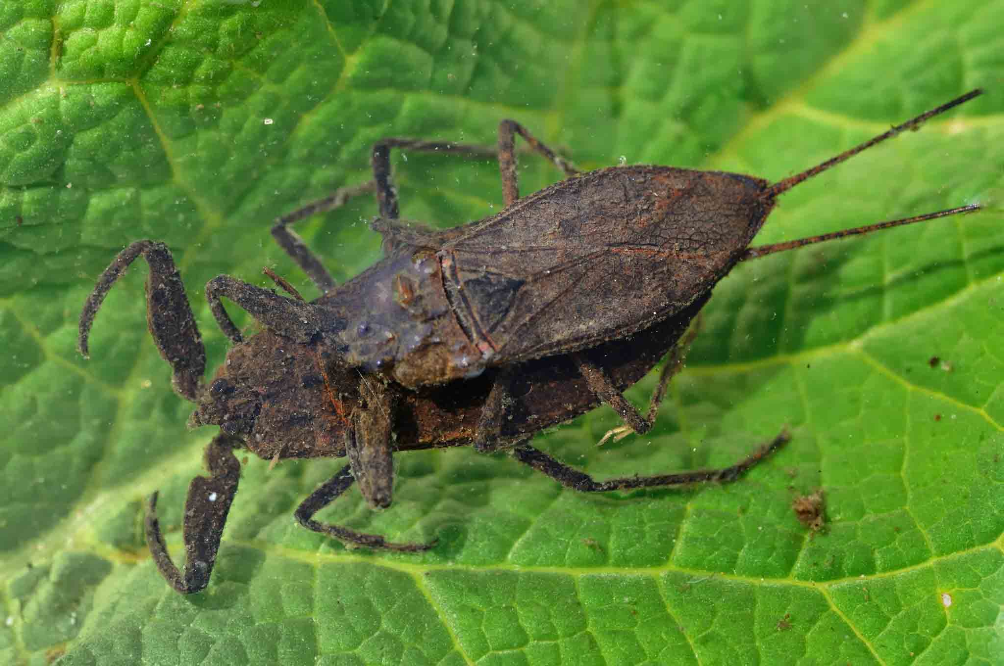 A water scorpion, choose Hello Pest Control.